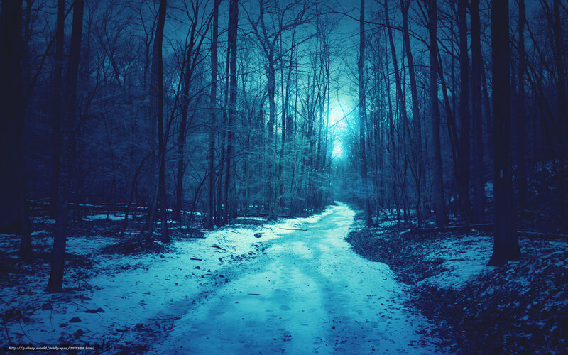 Snowy Path in Forest — Blue, Mysterious, Night