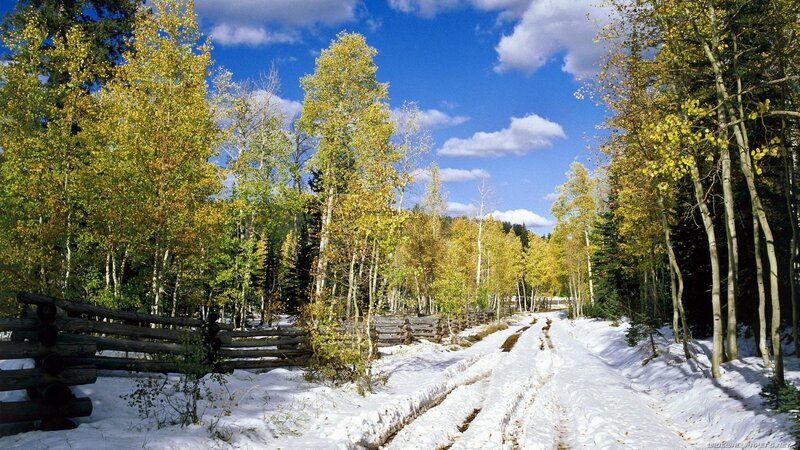 Snowy Path in Forest — Blue, Serene, Autumn, Photograph