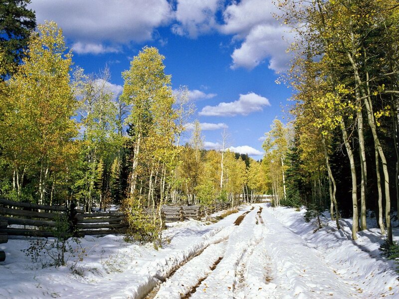 Snowy Path in Forest — Blue, Serene, Autumn, Photograph, Trees, Fence, Sky