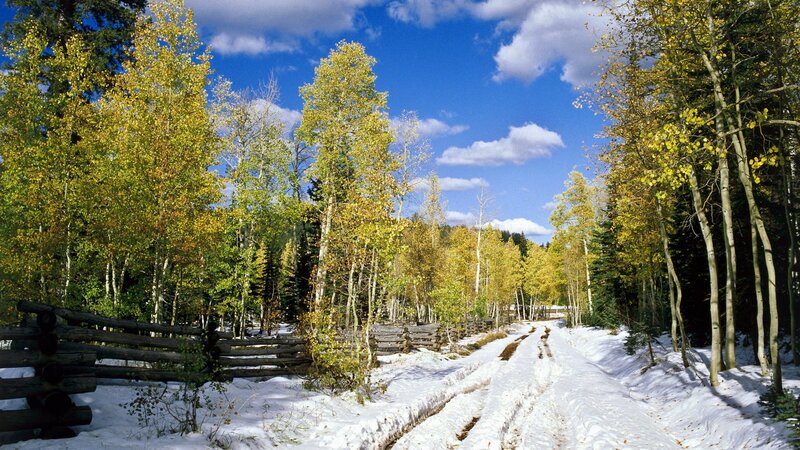 Snowy Path in Forest — Blue, Serene, Autumn, Photograph, Trees, Fence, Sky, White