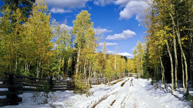 Snowy Path in Forest — Blue, Serene, Autumn, Photograph, Trees