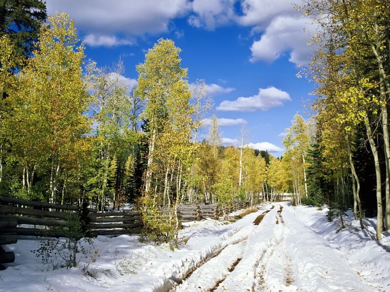 Snowy Path in Forest — Blue, Serene, Autumn