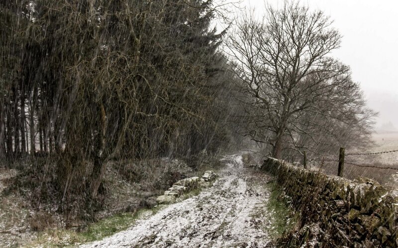 Snowy Path in Forest — Gray