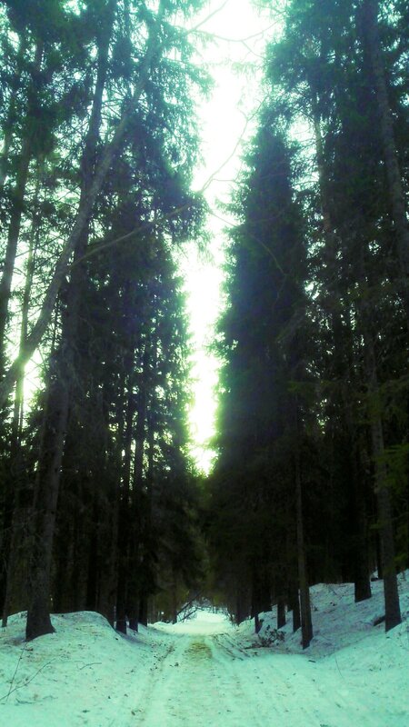 Snowy Path in Forest — Green, Serene
