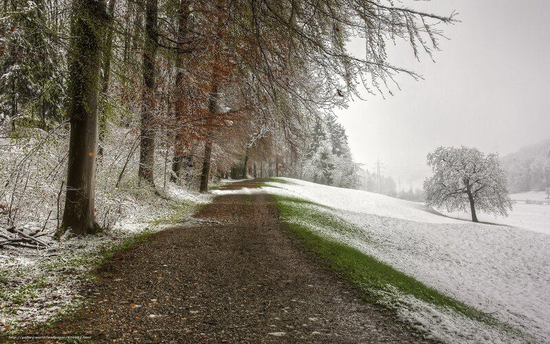 Snowy path in forest