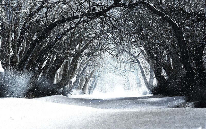 Snowy Path in Forest — White, Cold