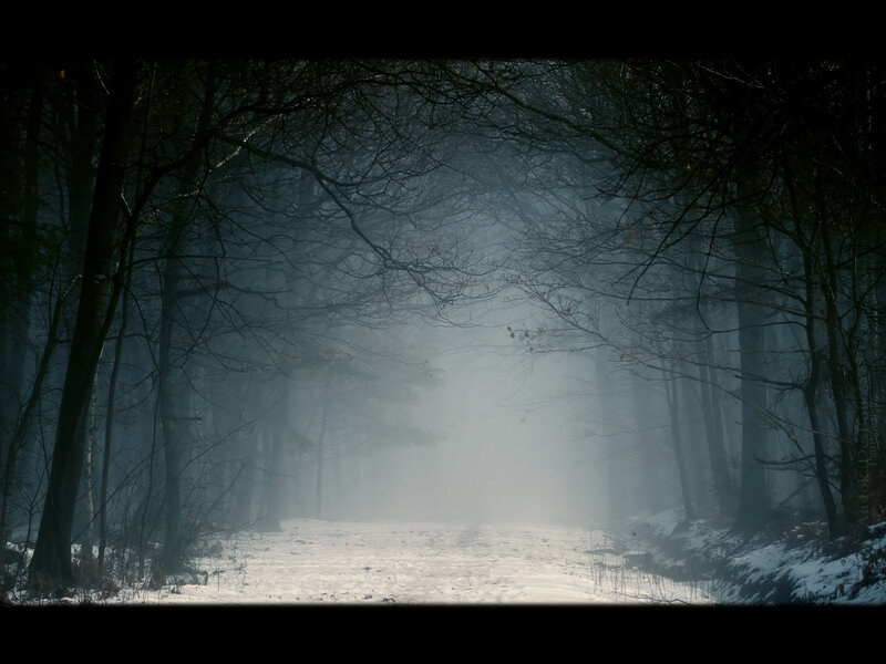 Snowy Path in Forest — White, Mysterious