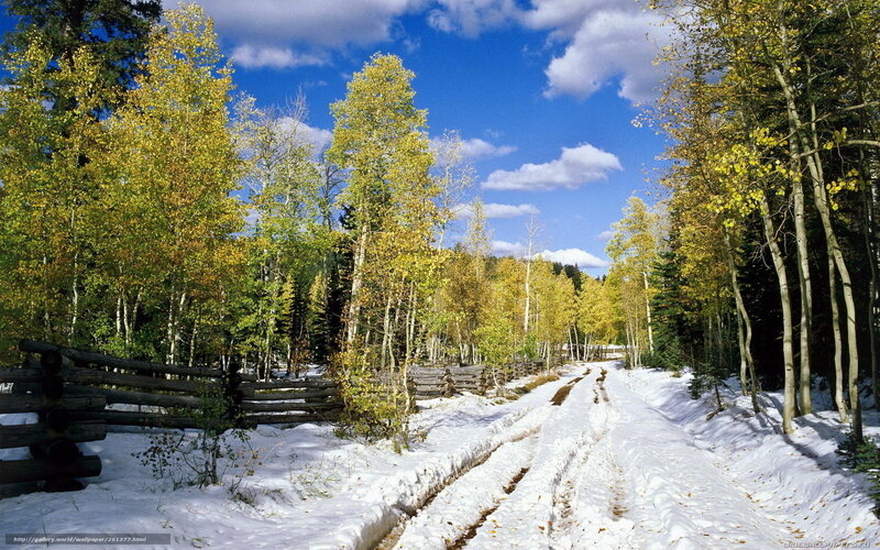 Snowy Path in Forest — White, Serene, Autumn, Photograph