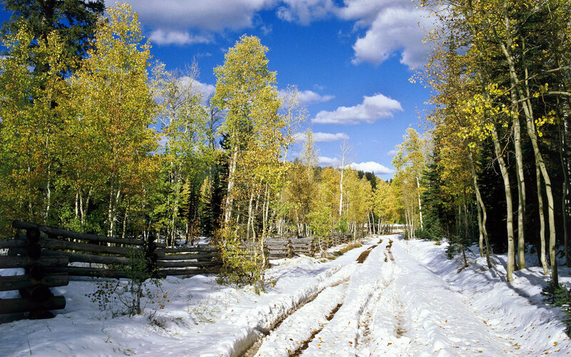 Snowy Path in Forest — White, Serene, Autumn, Photograph, Trees, Fence