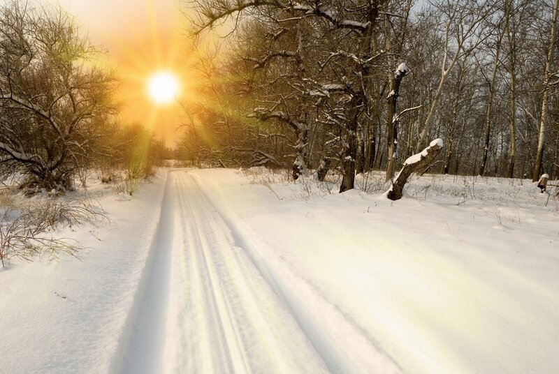 Snowy Path in Forest — White, Serene