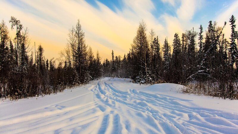 Snowy Path in Forest — White, Serene, Winter, Photograph, Trees, Sky