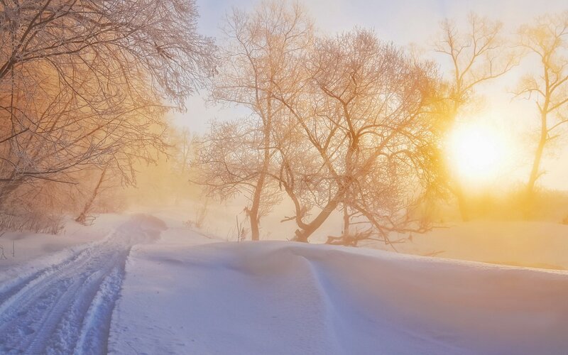 Snowy Path in Forest — White, Serene, Winter, Photograph, Trees, Sun