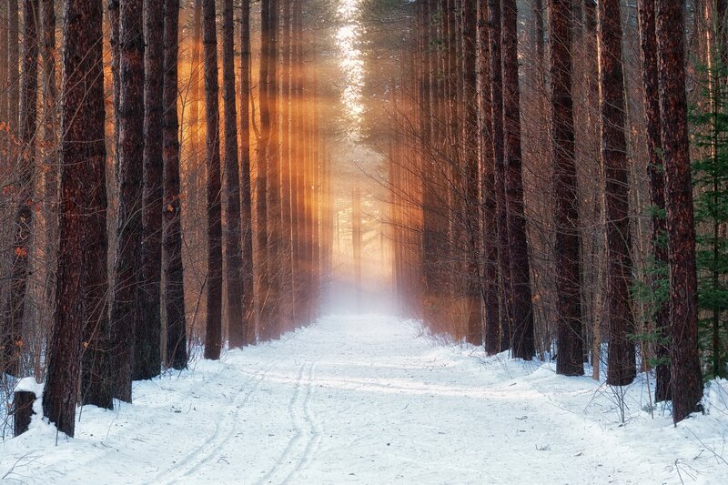 Snowy Path in Forest — White, Serene, Winter, Photograph, Trees, Sunlight, Snow