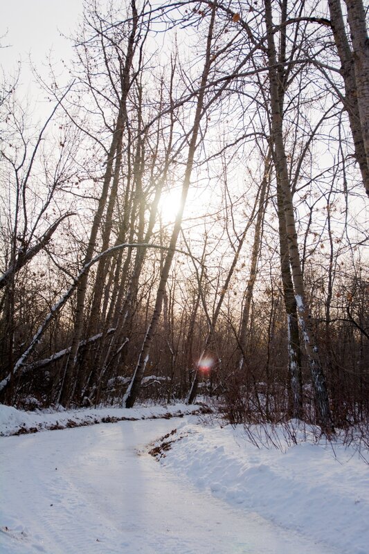 Snowy Path in Forest — White, Serene, Winter, Photograph, Trees, Sunlight