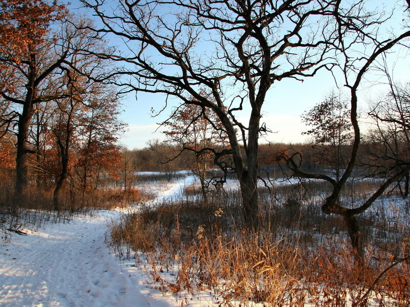 Snowy Path in Forest — White, Serene, Winter, Photograph, Trees