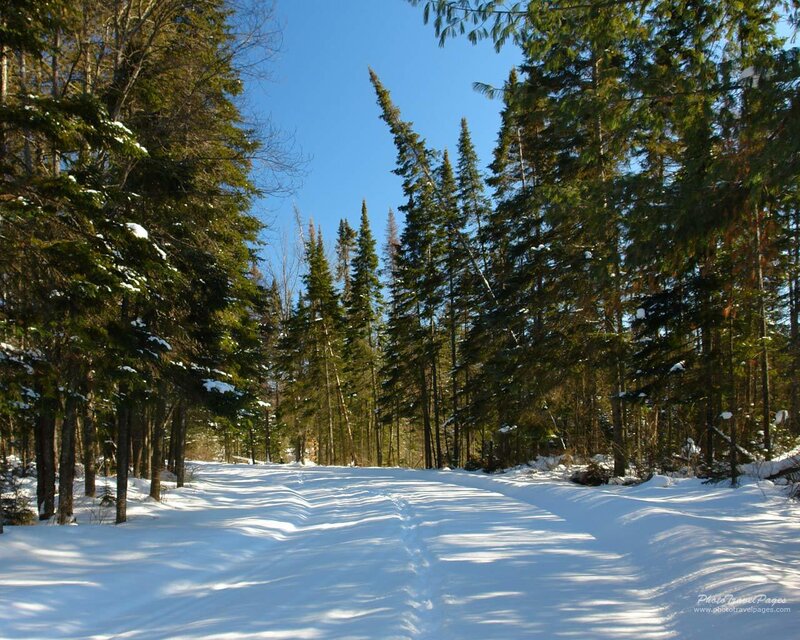 Snowy Path in Forest — White, Serene, Winter
