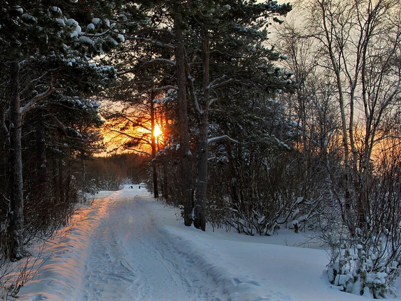 Snowy Path in Forest — White