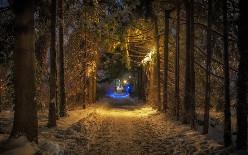 Snowy Path in Forest — Yellow, Serene, Night