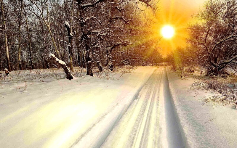 Snowy Path in Forest — Yellow