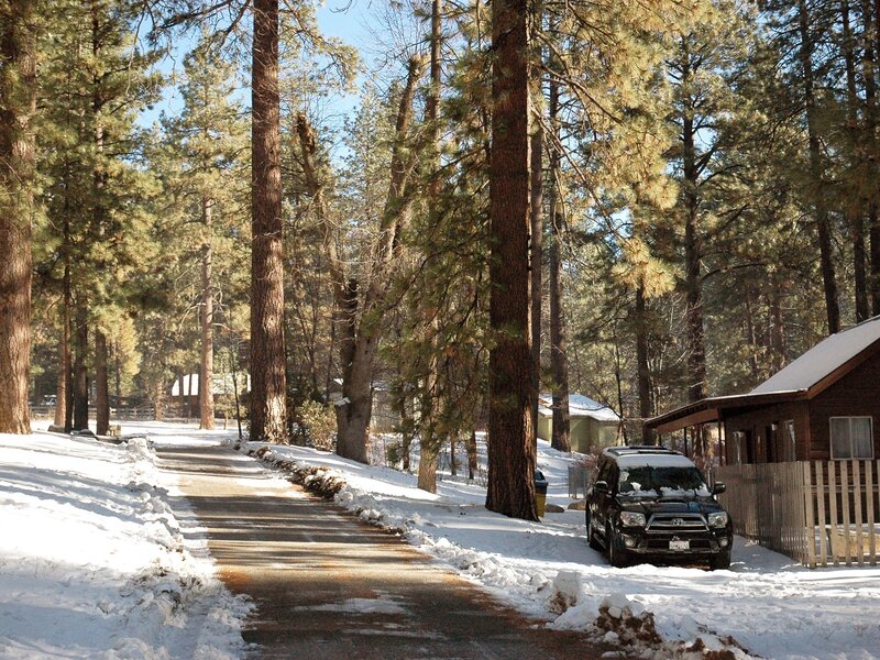 Snowy path in pine forest
