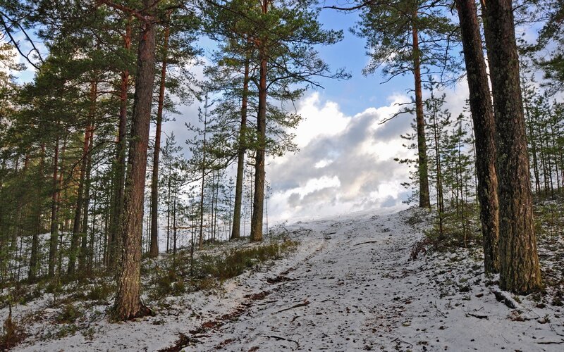 Snowy Path in Pine Forest — White