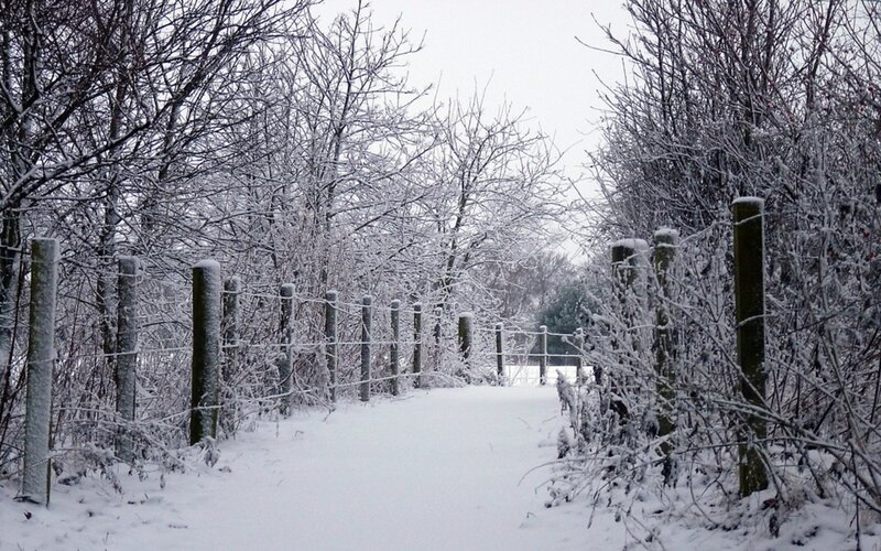 Snowy path in winter