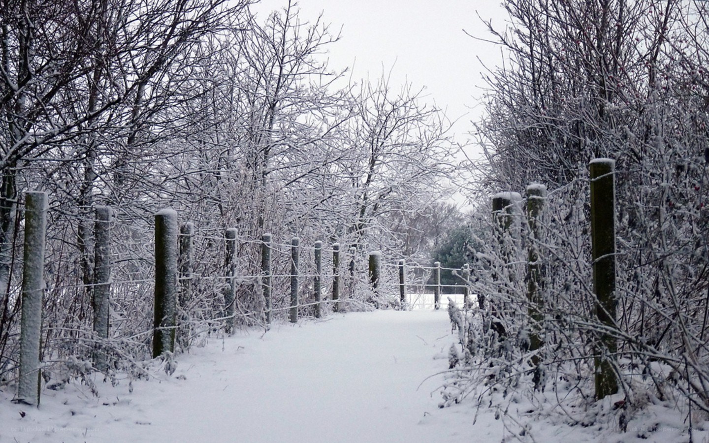 Snowy path in winter