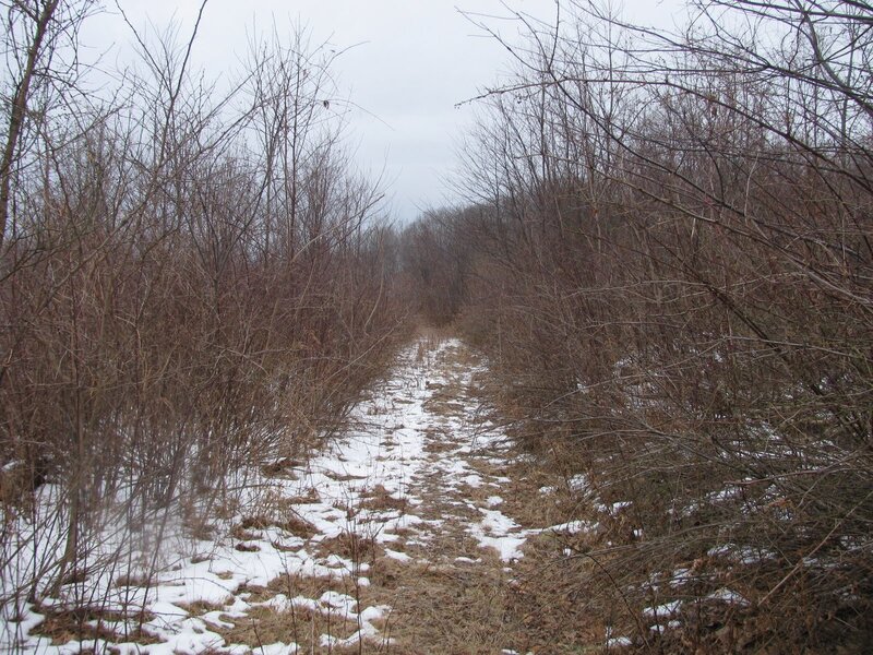 Snowy Path in Winter — Brown