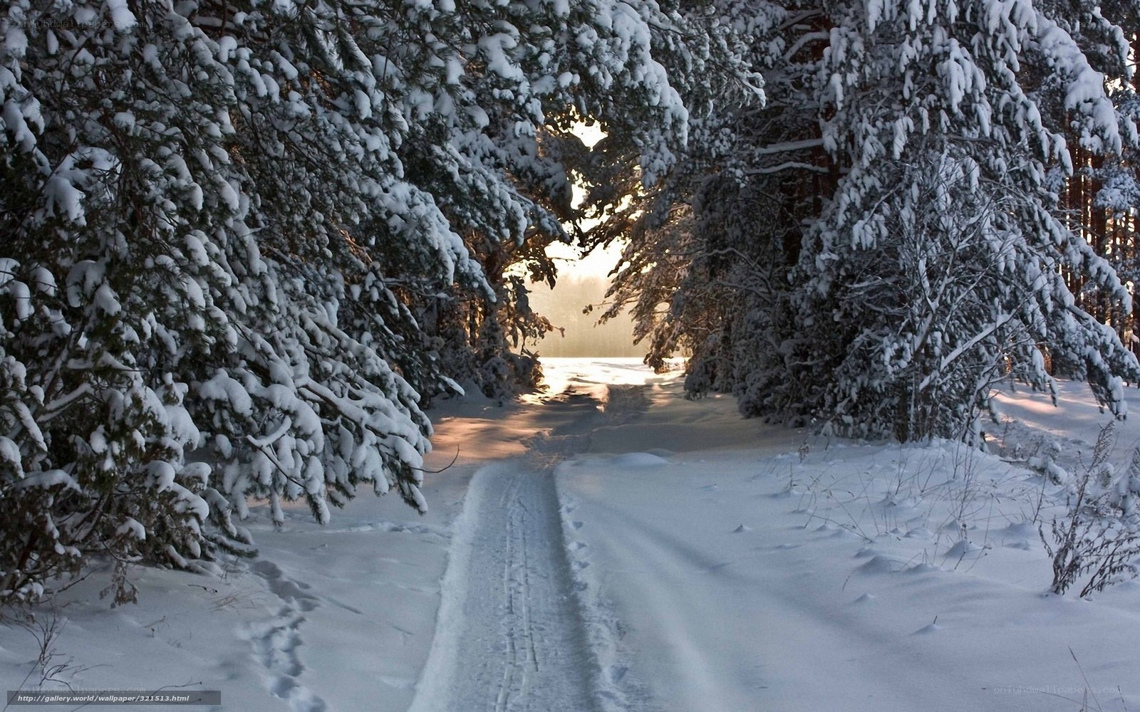 Snowy path in winter forest