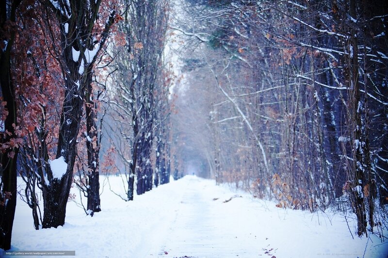Snowy path in winter forest