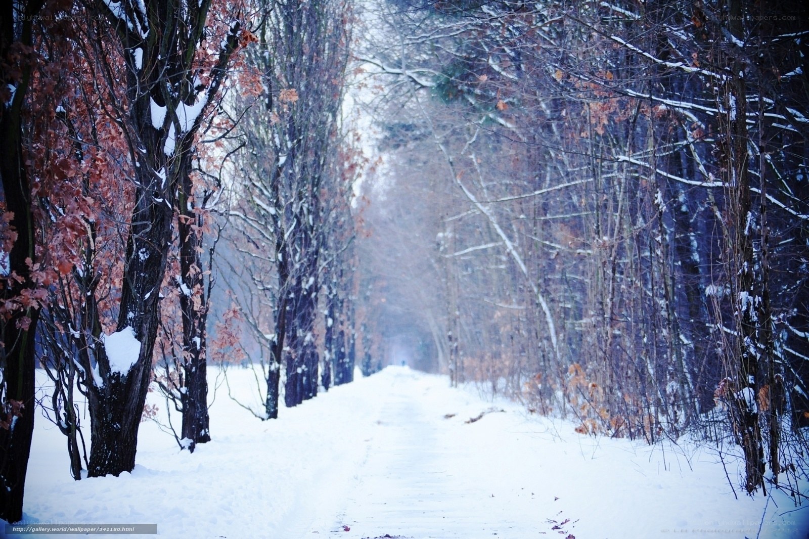 Snowy path in winter forest