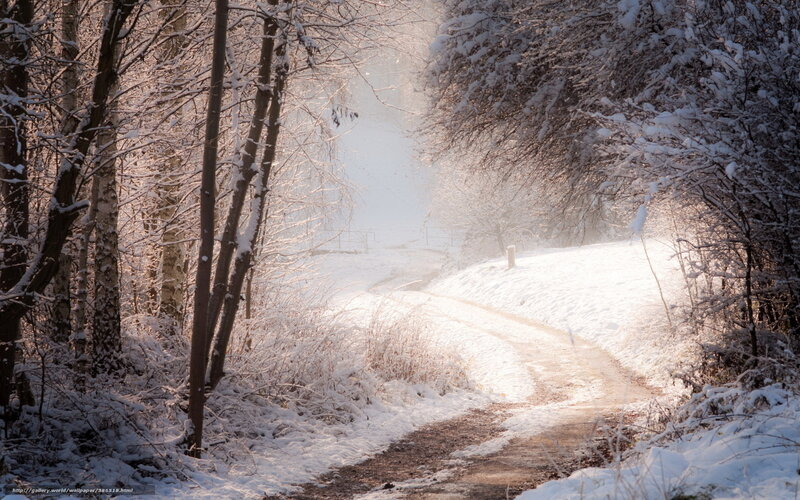 Snowy path in winter forest
