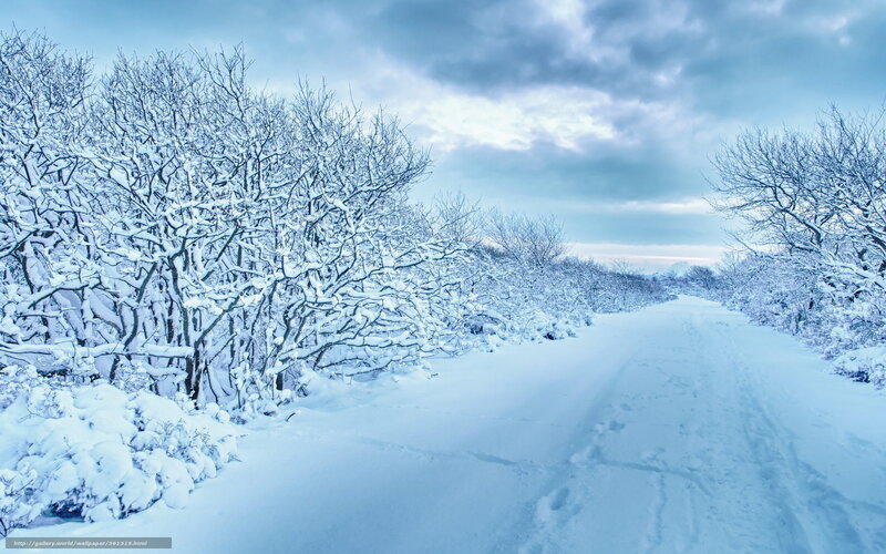 Snowy path in winter forest