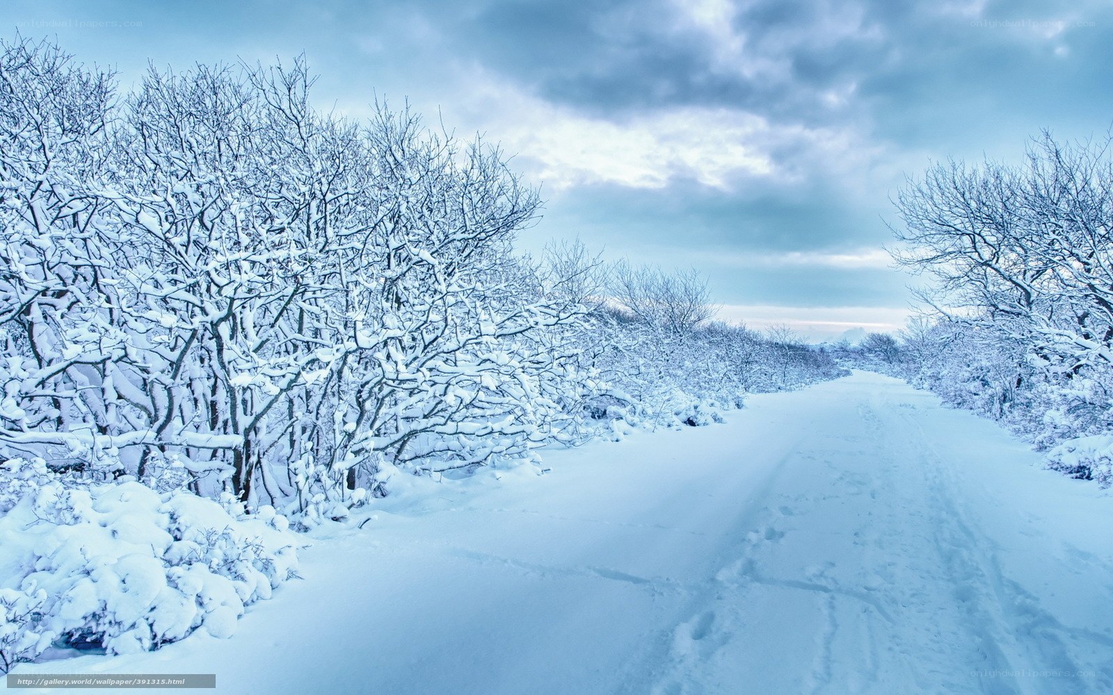 Snowy path in winter forest