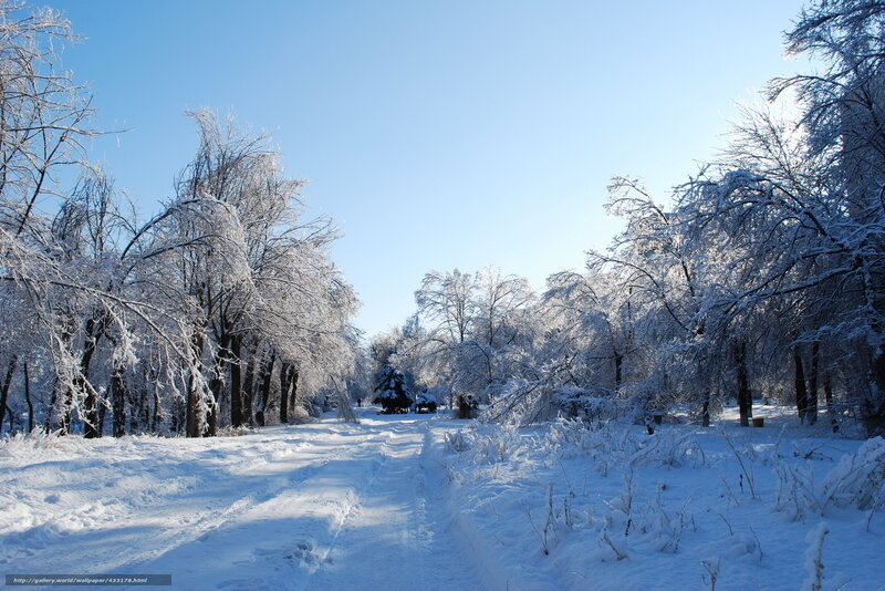 Snowy path in winter forest