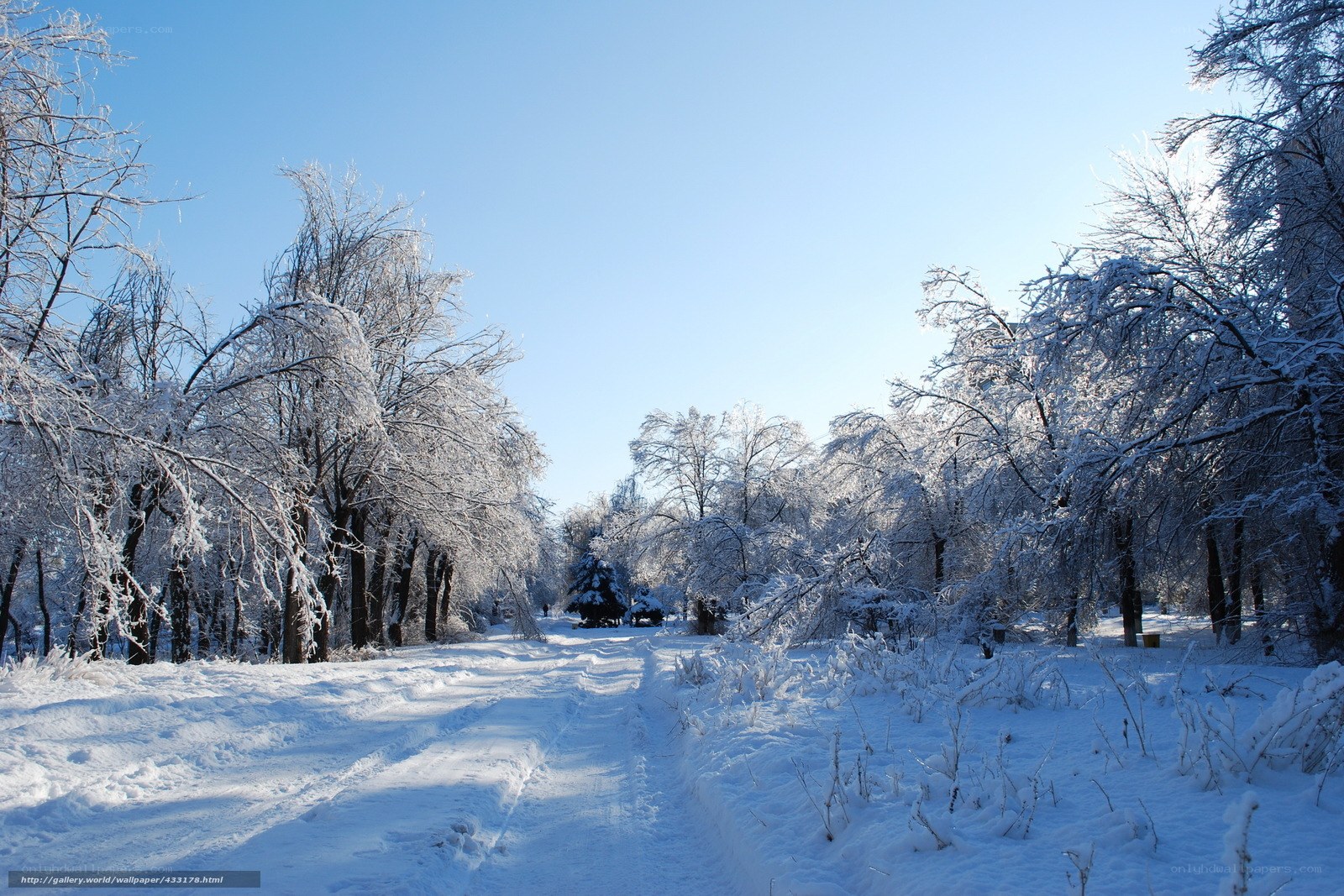 Snowy path in winter forest