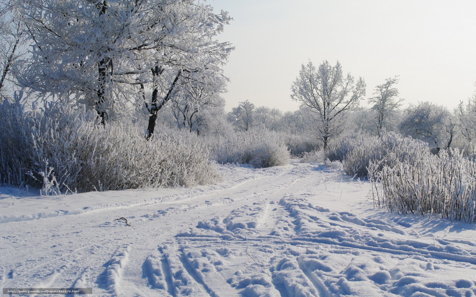 Snowy path in winter forest
