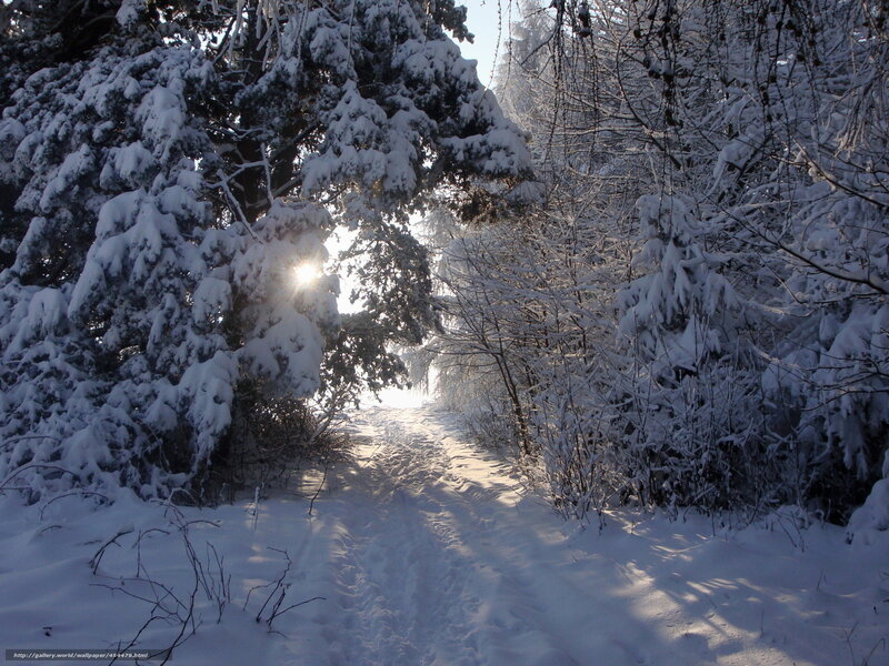 Snowy path in winter forest