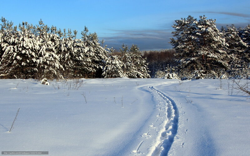 Snowy path in winter forest
