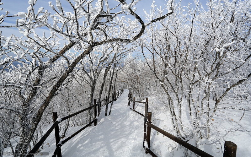 Snowy path in winter forest