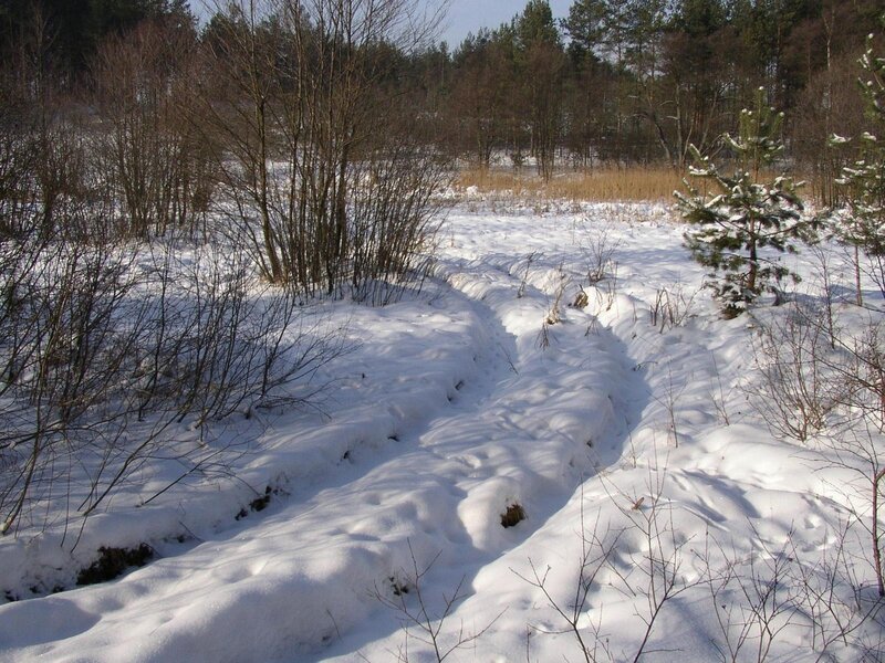 Snowy path in winter forest