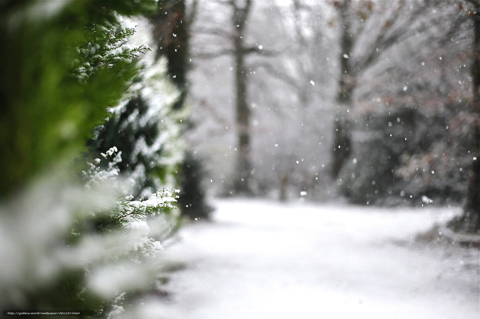 Snowy Path in Winter Forest