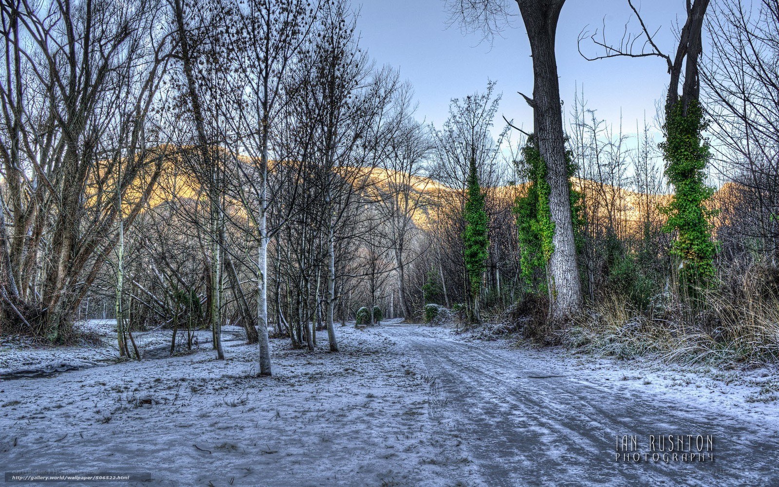 Snowy path in winter forest
