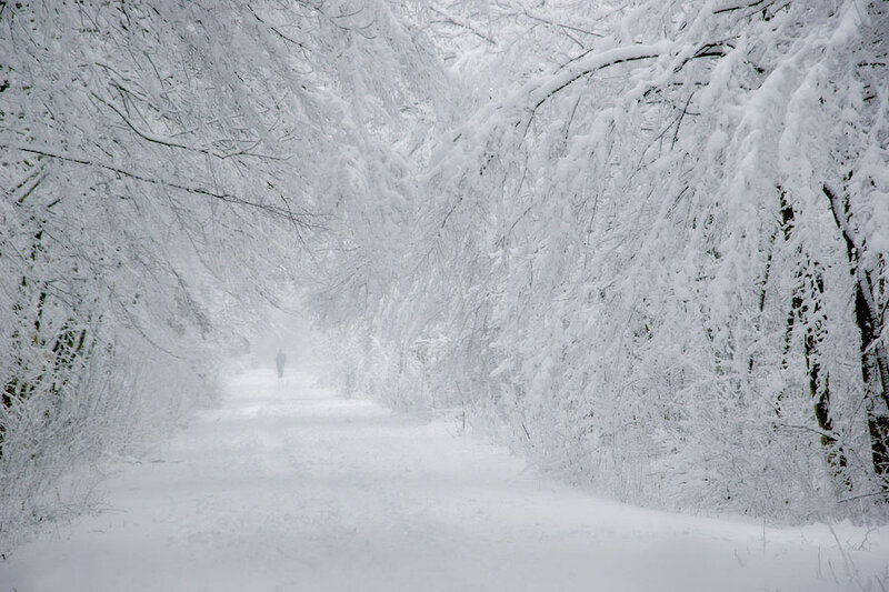 Snowy path in winter forest