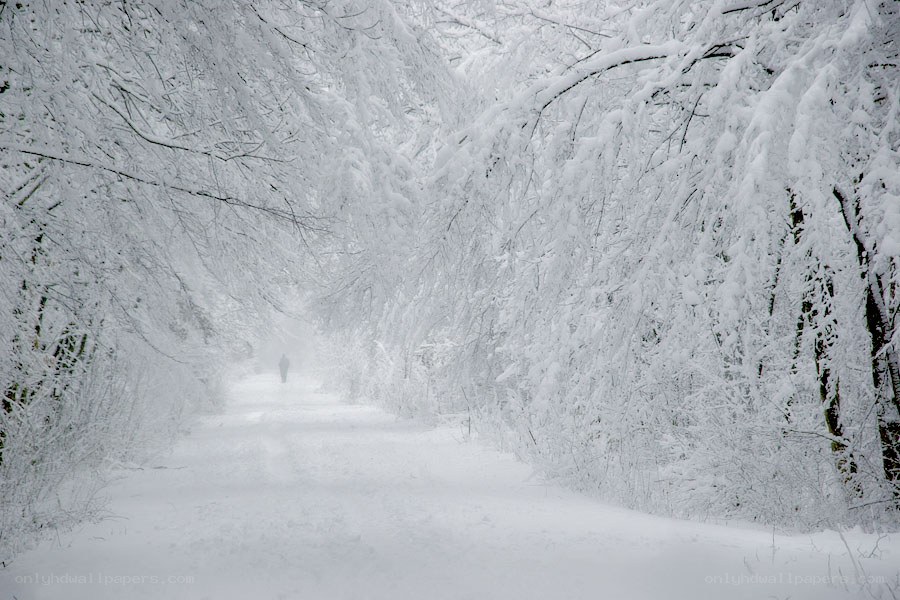 Snowy path in winter forest