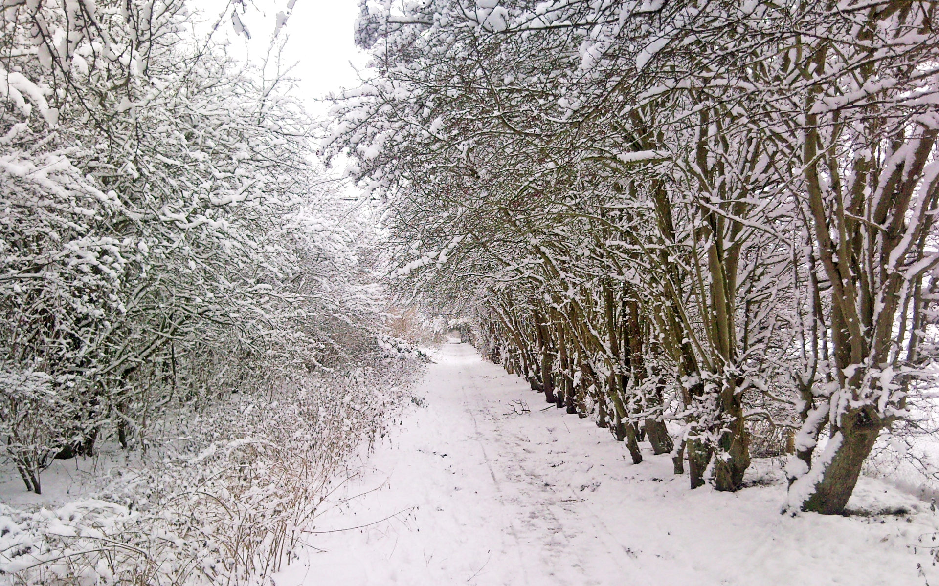 snowy path in winter forest