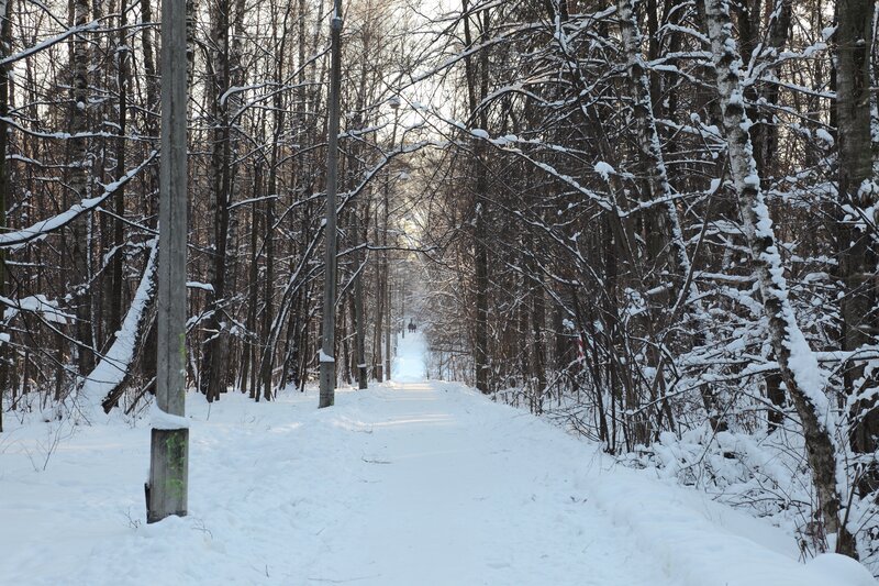 Snowy path in winter forest