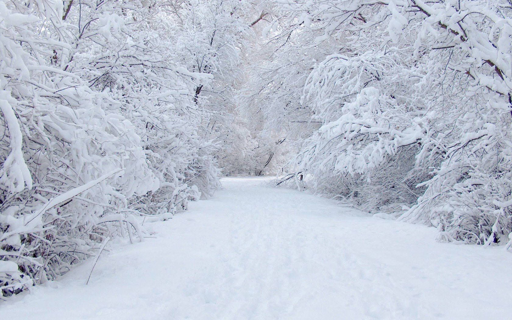 Snowy path in winter forest