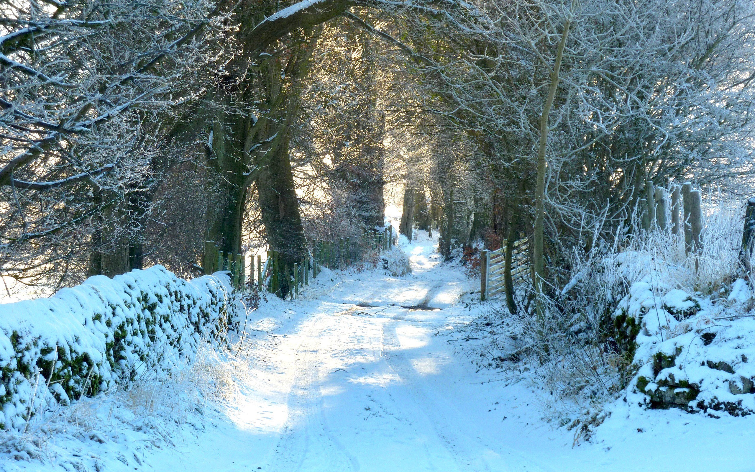 Snowy path in winter forest