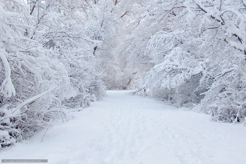 Snowy path in winter forest